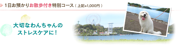 1日お預かりお散歩付き特別コース 大切なわんちゃんのストレスケアに！