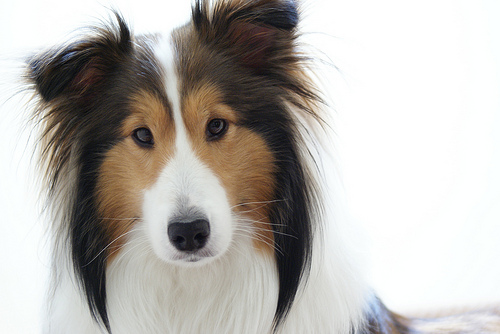 おもちゃをくわえてうなるペットの犬にはおやつ作戦 お知らせ わんわん美容室 浜名湖舘山寺温泉のペットホテル トリミングサロン 浜松市西区