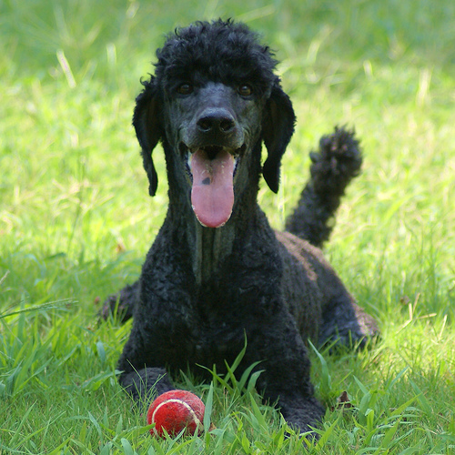 犬に好かれる人 犬に吠えられる人 その違いは お知らせ わんわん美容室 浜名湖舘山寺温泉のペットホテル トリミングサロン 浜松市西区