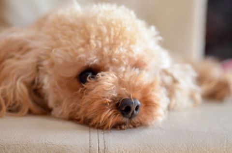 犬の体調不良 調子悪い時のサイン行動やしぐさ お知らせ わんわん美容室 浜名湖舘山寺温泉のペットホテル トリミングサロン 浜松市西区