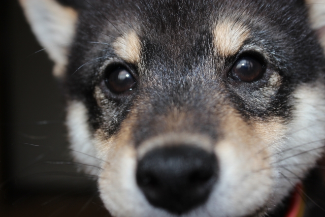 犬の鼻の濡れ具合は健康のバロメーターと言われるよね お知らせ わんわん美容室 浜名湖舘山寺温泉のペットホテル トリミングサロン 浜松市西区